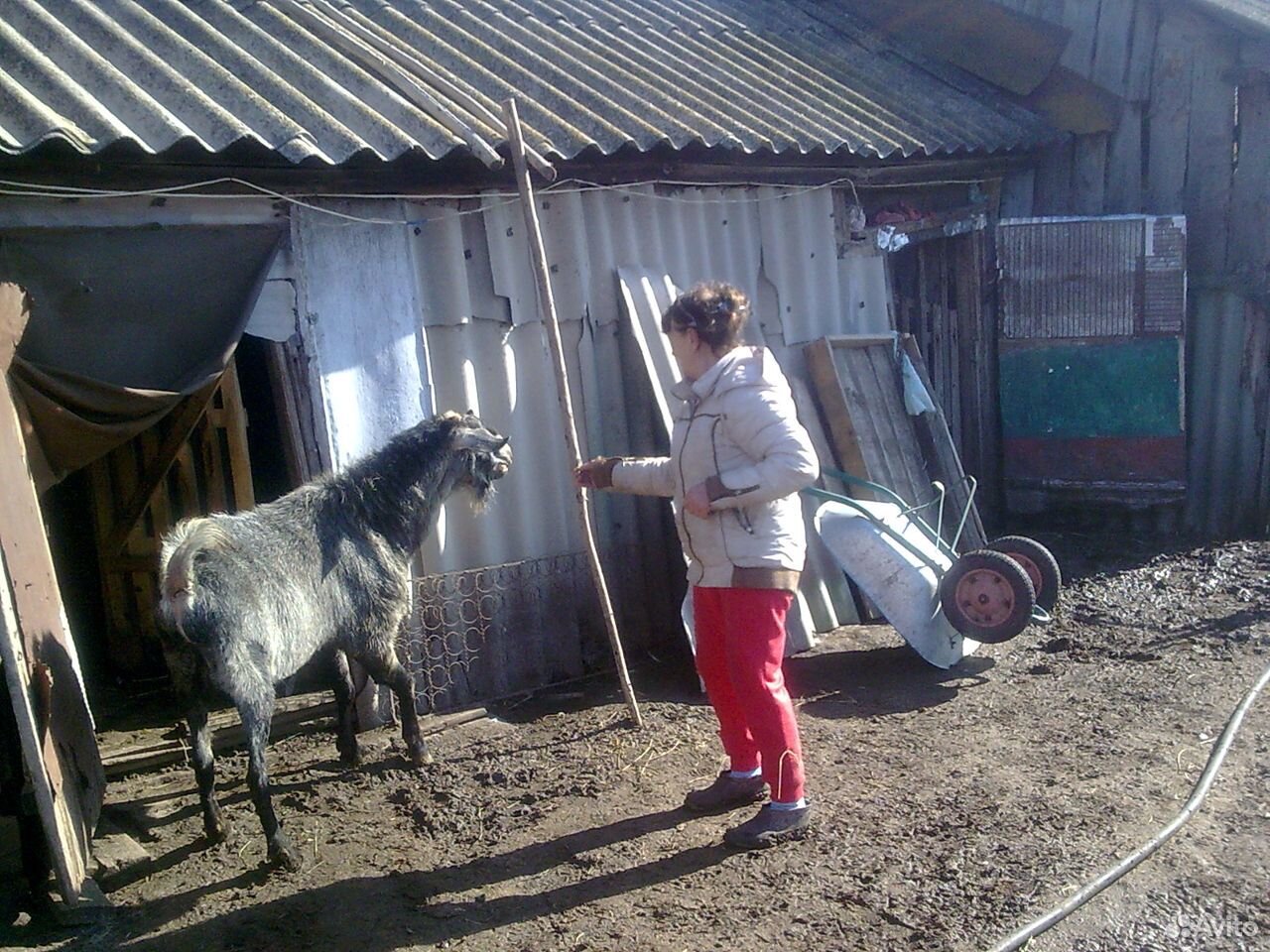 Коза и козёл купить на Зозу.ру - фотография № 2