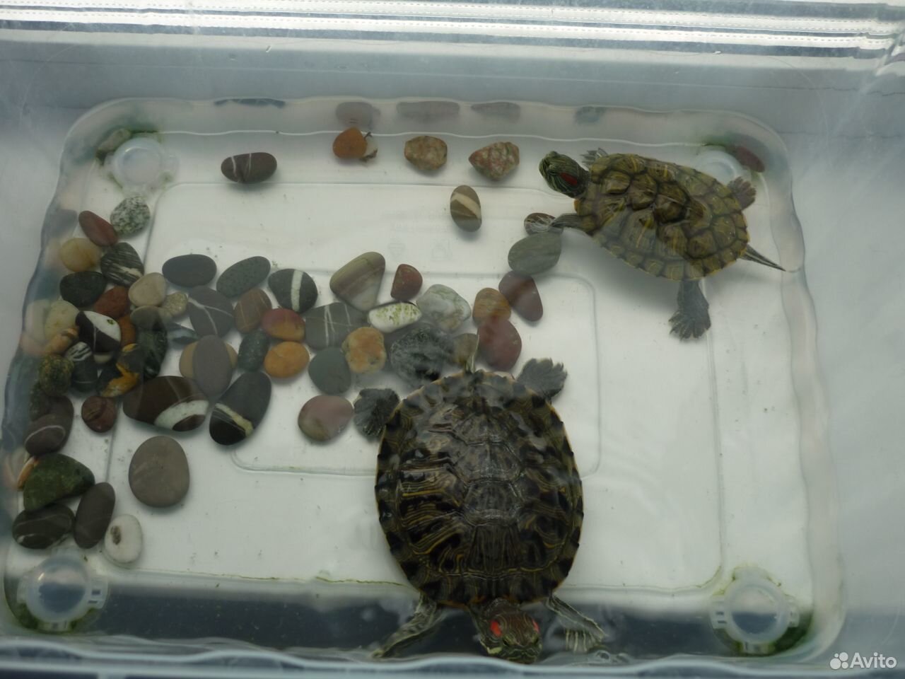 Черепахи купить на Зозу.ру - фотография № 1