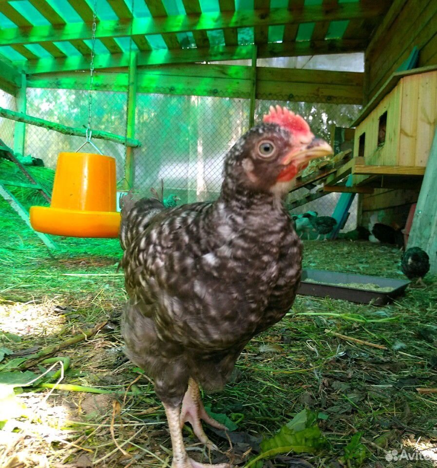 Цыплята порода плимутрок купить на Зозу.ру - фотография № 4