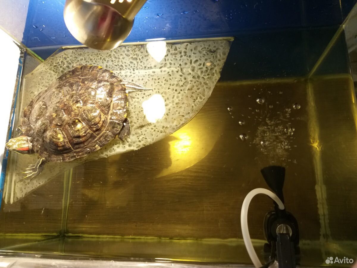 Продам красноухую черепаху вместе с аквариумом купить на Зозу.ру - фотография № 1