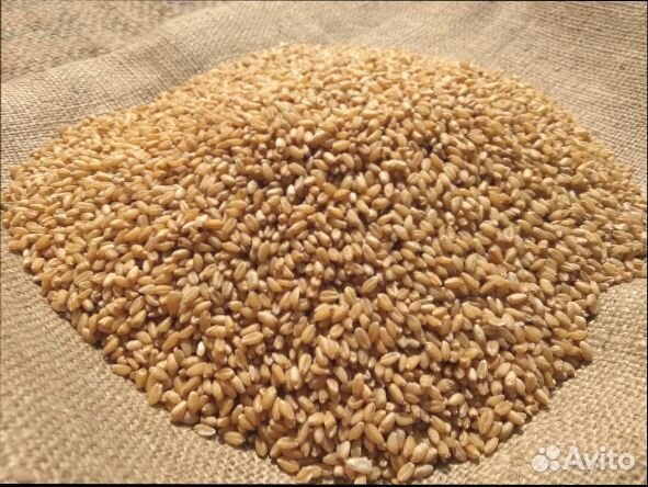 Пшеница 1 кг купить на Зозу.ру - фотография № 1