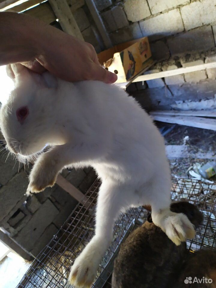 Кролик купить на Зозу.ру - фотография № 9