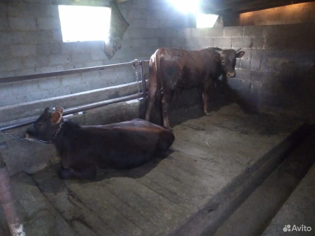 Коровы дойные быки тёлки телята цена договорная. н купить на Зозу.ру - фотография № 3