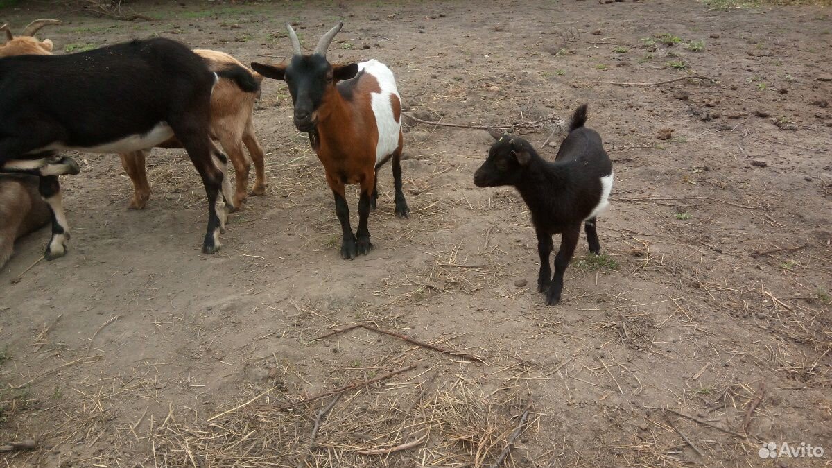 Камирунские козы купить на Зозу.ру - фотография № 1