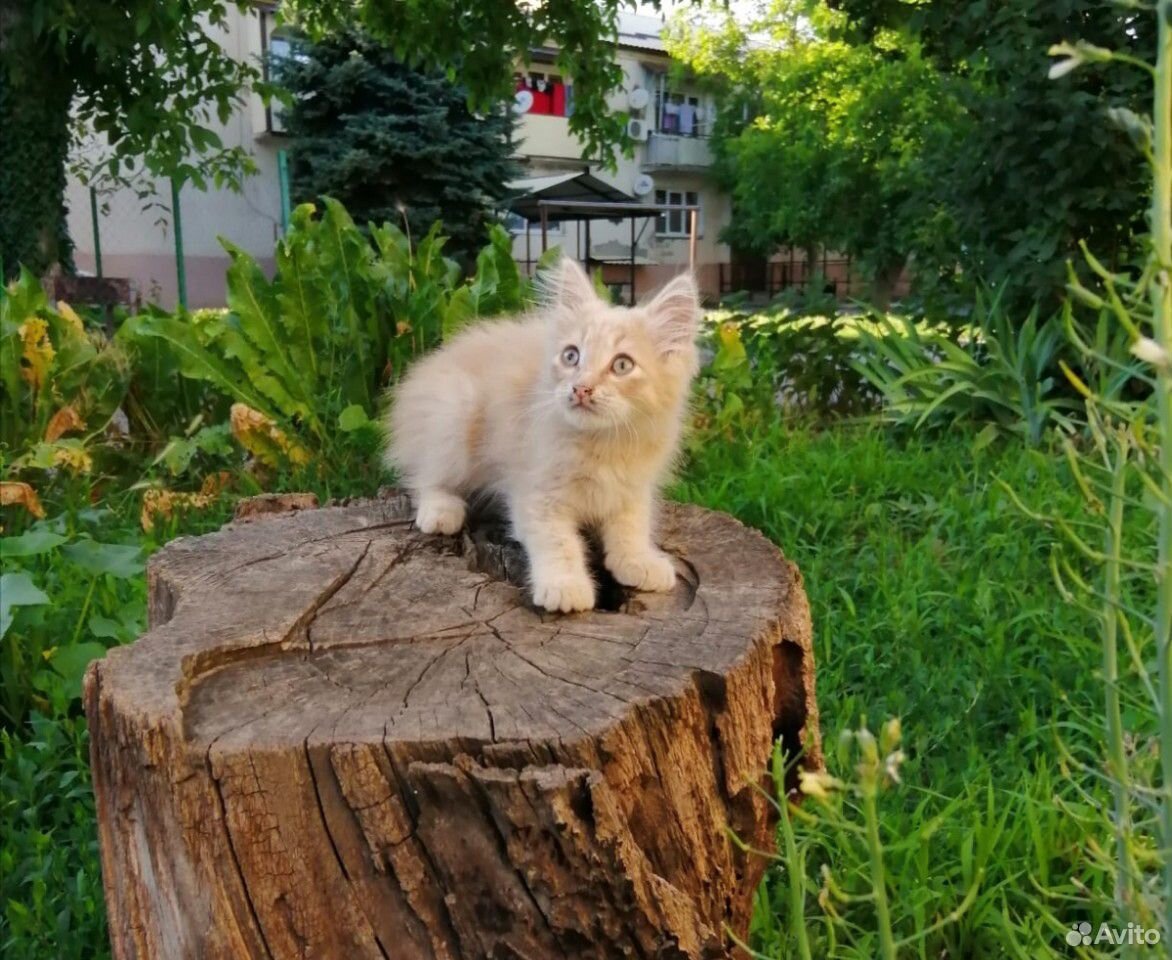 Котик 2,5-3 месяца купить на Зозу.ру - фотография № 1