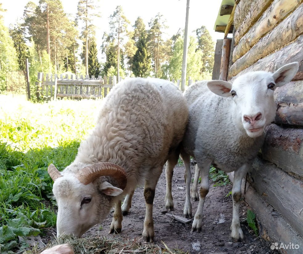 Баран и овцы купить на Зозу.ру - фотография № 1