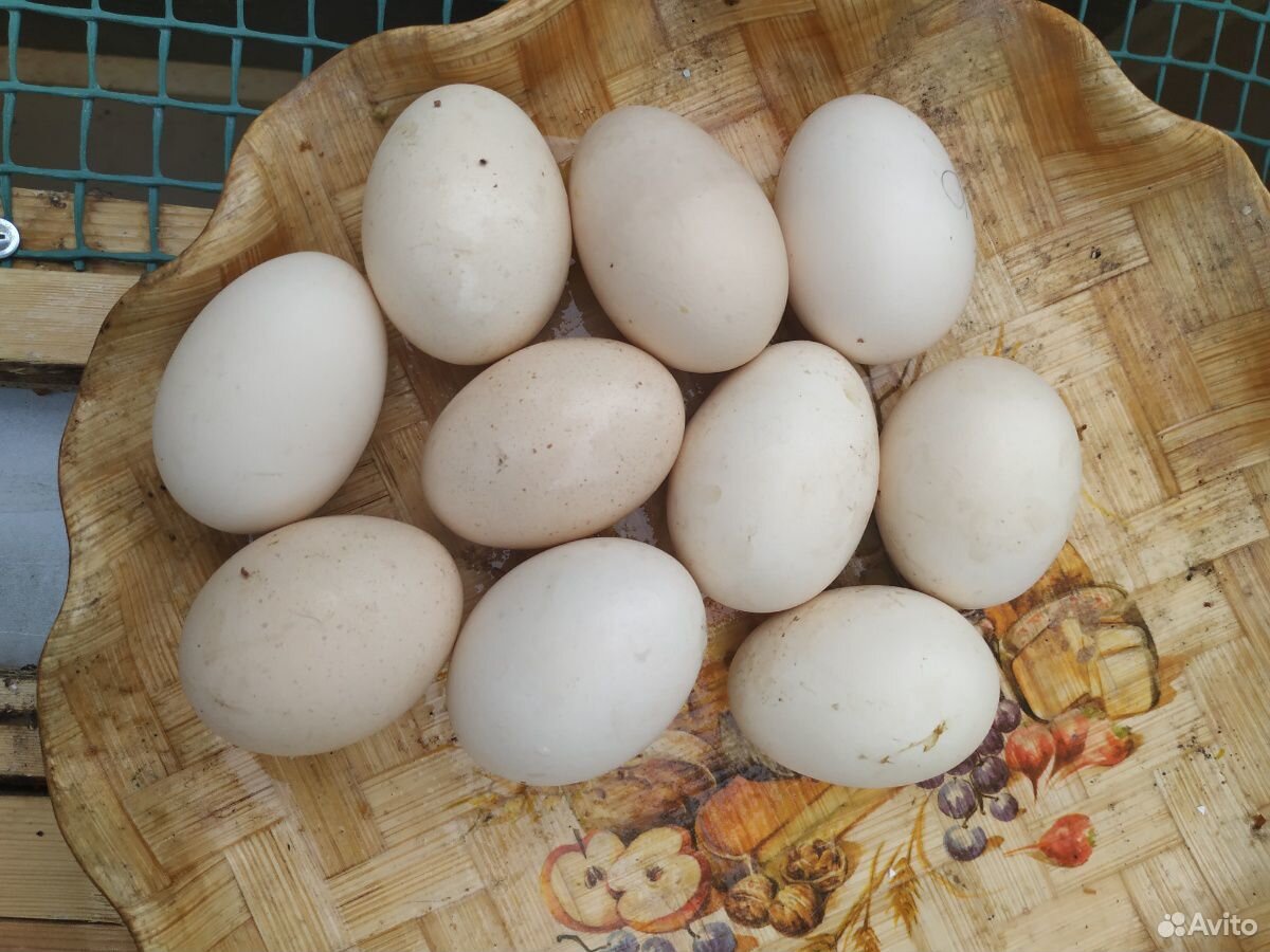 Инкубационные яйцо купить на Зозу.ру - фотография № 4