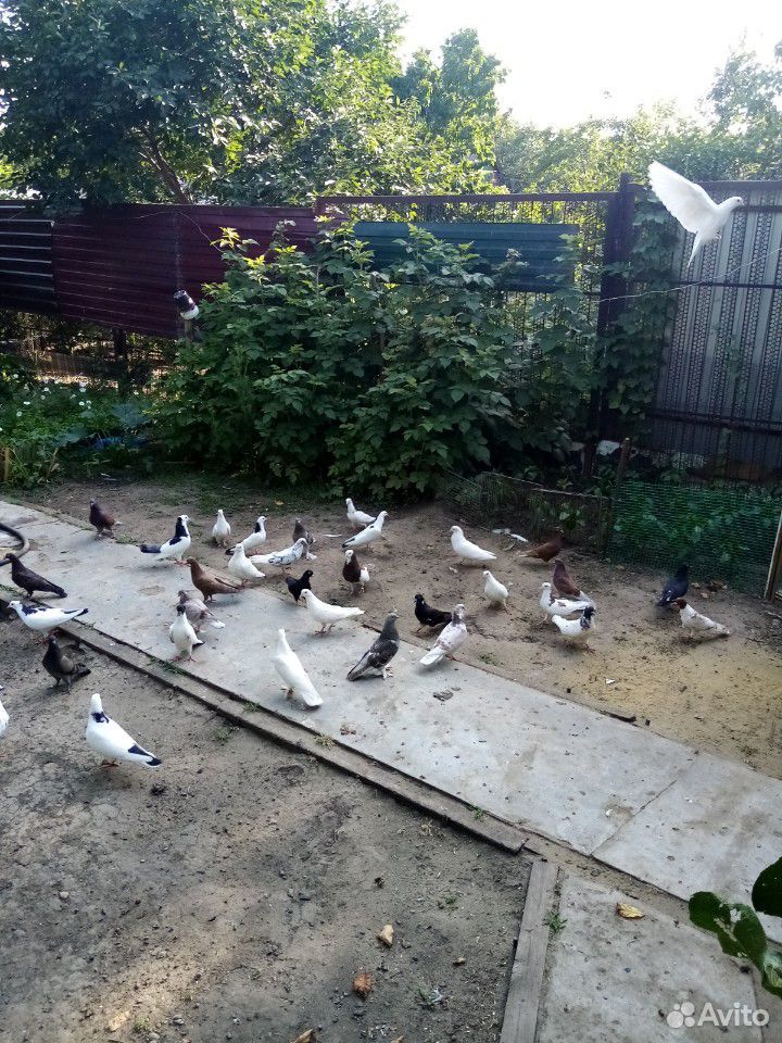 Бойные бакинские голуби купить на Зозу.ру - фотография № 7