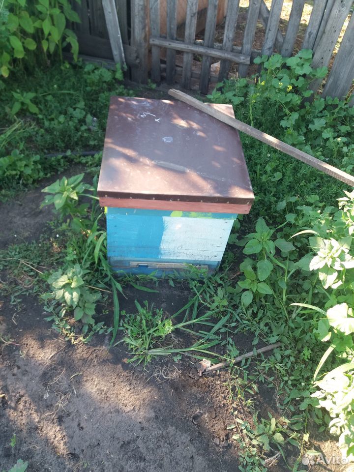Пчелы отводки матки купить на Зозу.ру - фотография № 1