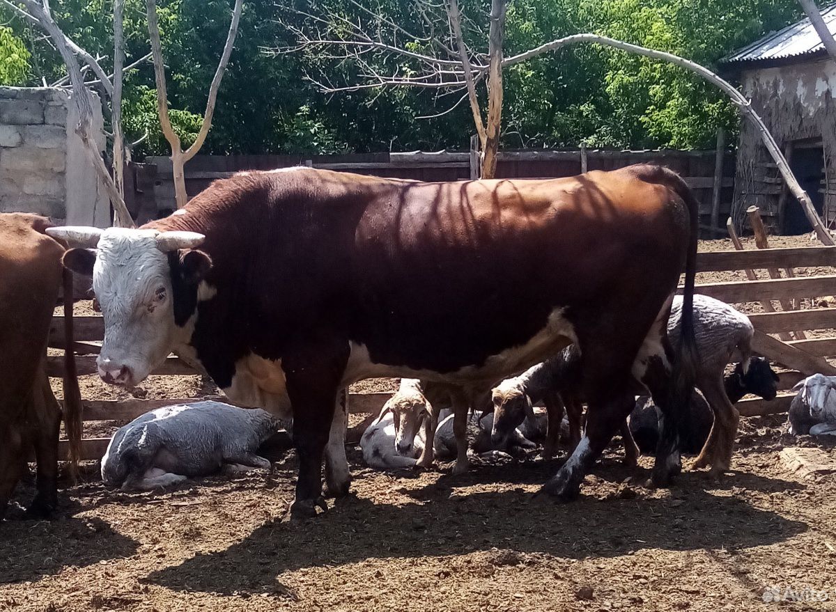 Фото быка казахской белоголовой породы