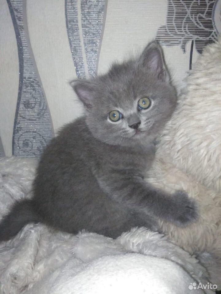 Котёнок на продажу купить на Зозу.ру - фотография № 3