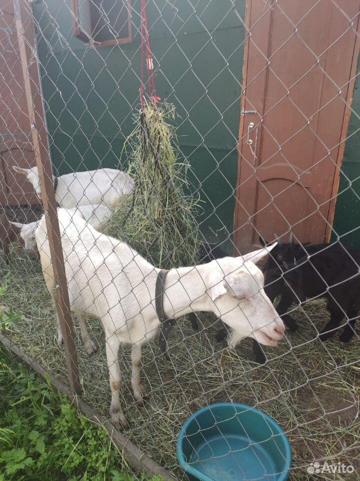 Продается стадо коз с козлятами купить на Зозу.ру - фотография № 7