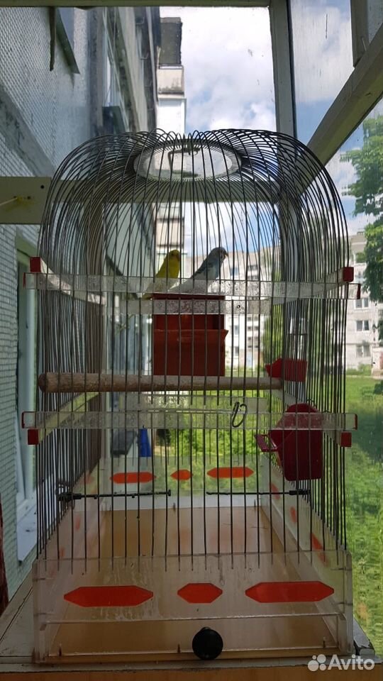 Волнистый попугай купить на Зозу.ру - фотография № 5
