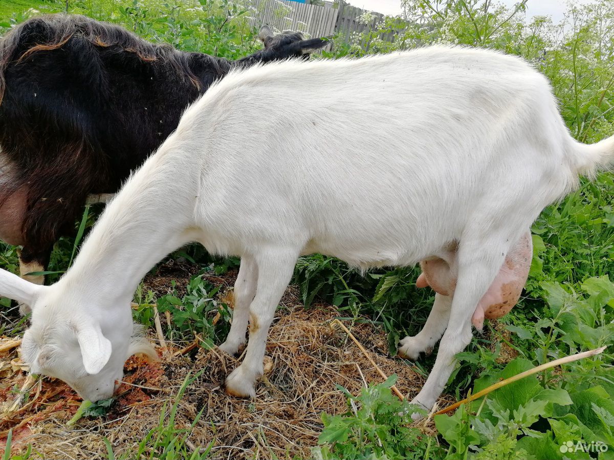 Продам козу молочной породы купить на Зозу.ру - фотография № 2