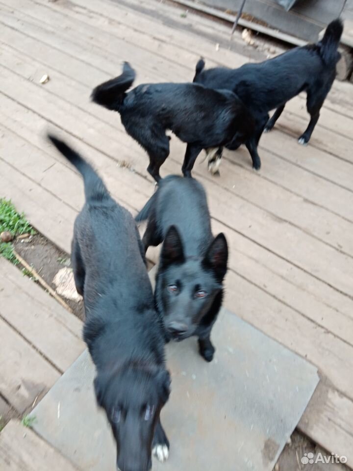 Продам собак восточно-сибирской лайки купить на Зозу.ру - фотография № 4