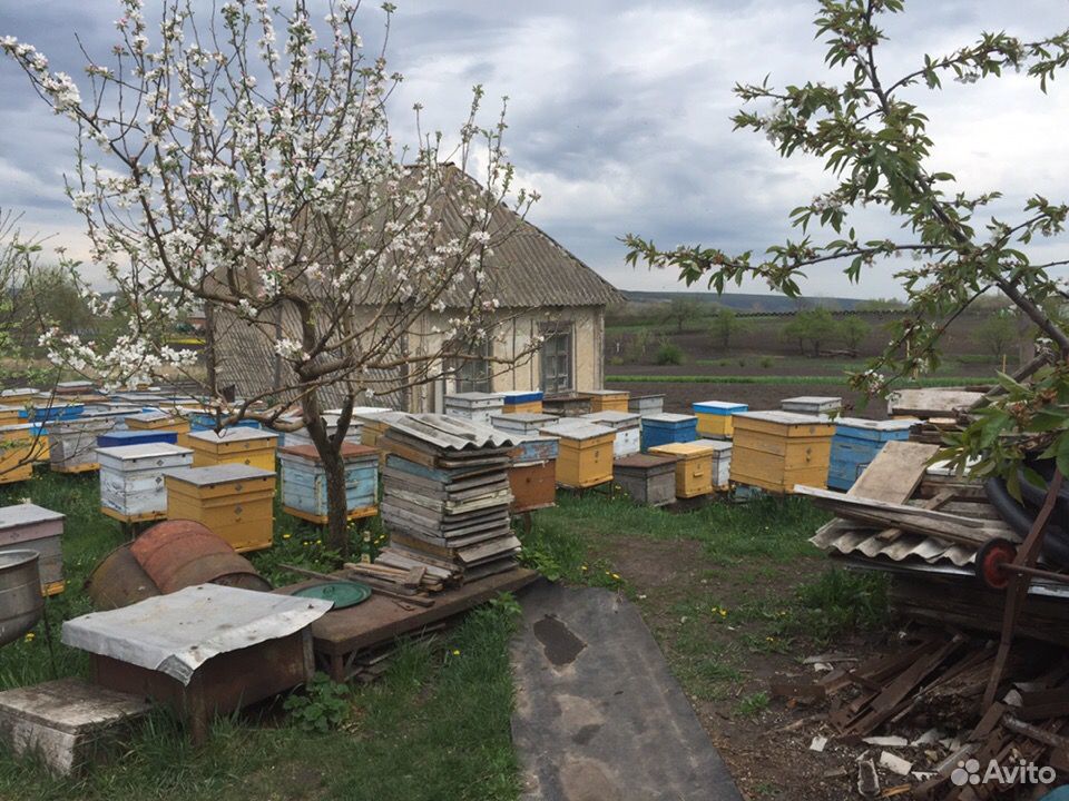 Мёд купить на Зозу.ру - фотография № 3