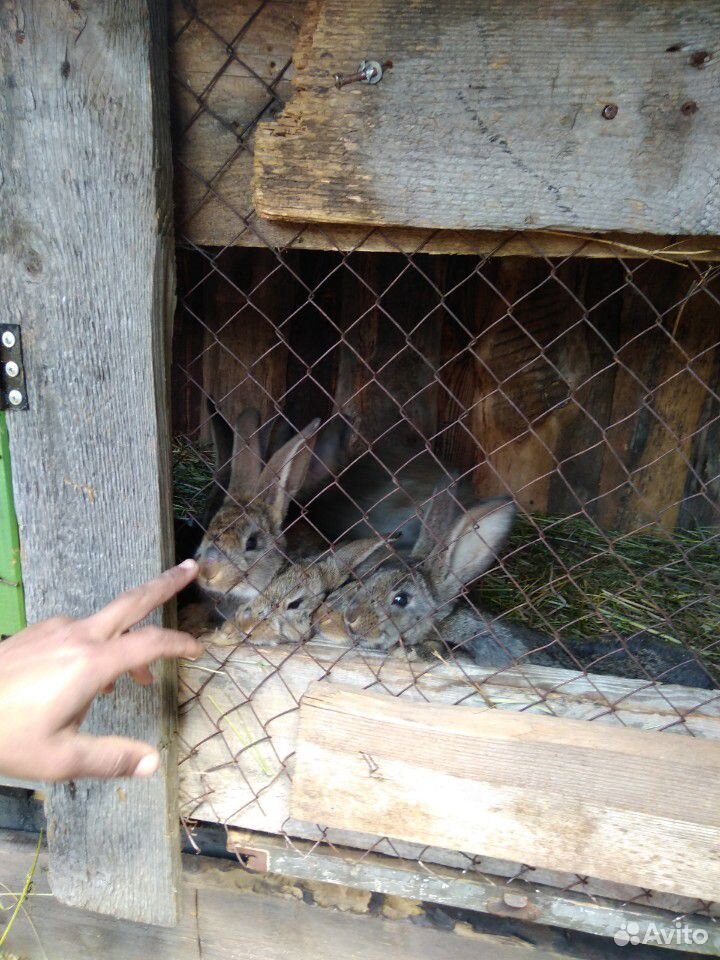 Кролики мясных пород (флендер) купить на Зозу.ру - фотография № 8
