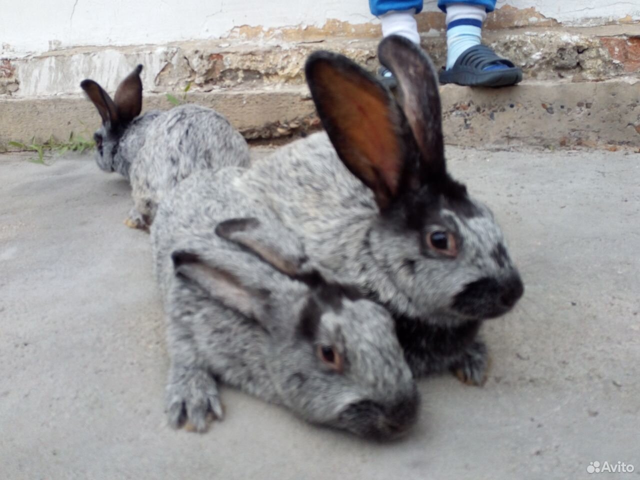 Кролики порода чистое серебро купить на Зозу.ру - фотография № 1