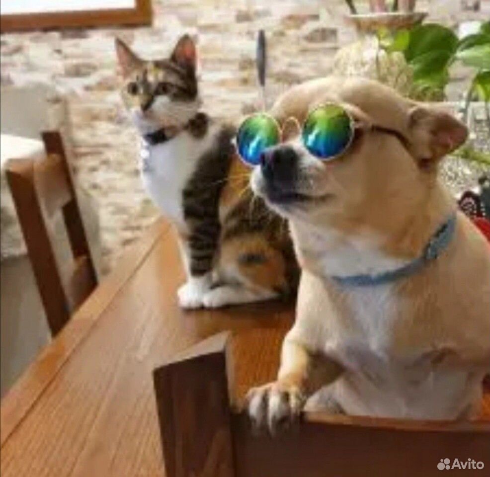 Очки для котов и небольших собак купить на Зозу.ру - фотография № 3