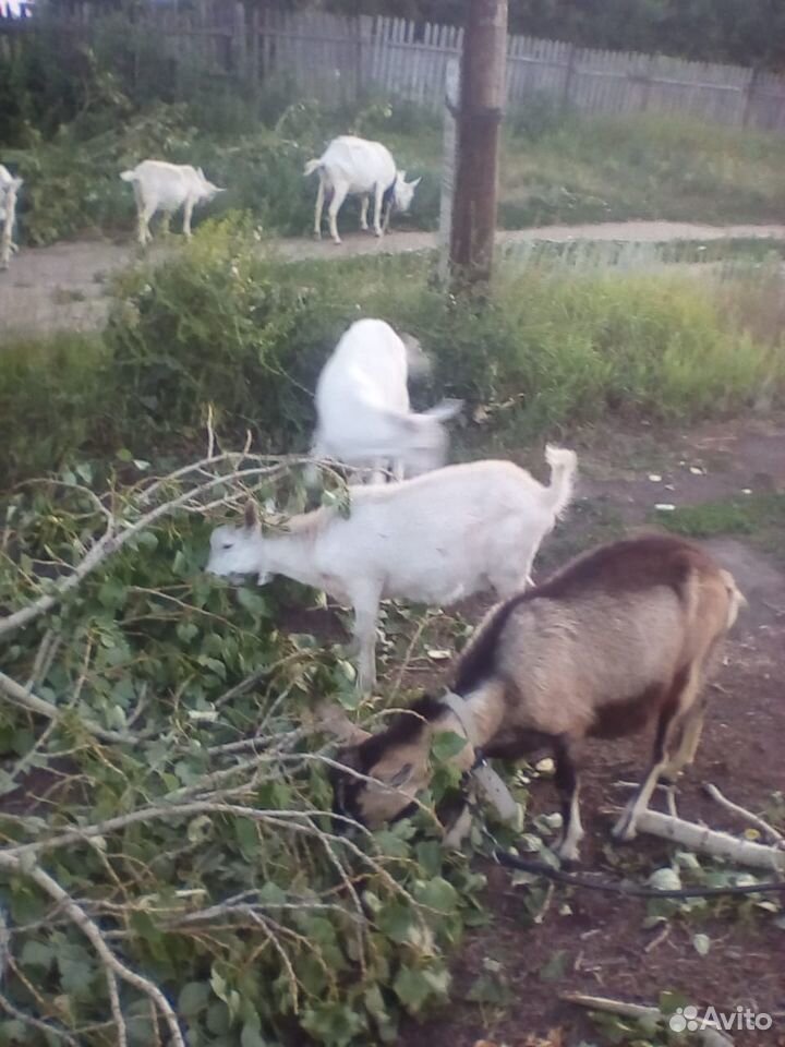 Молочные козы заанонубийской породы купить на Зозу.ру - фотография № 7