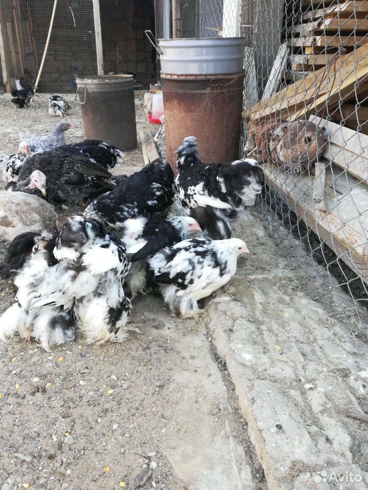 Породистые цыплята купить на Зозу.ру - фотография № 6
