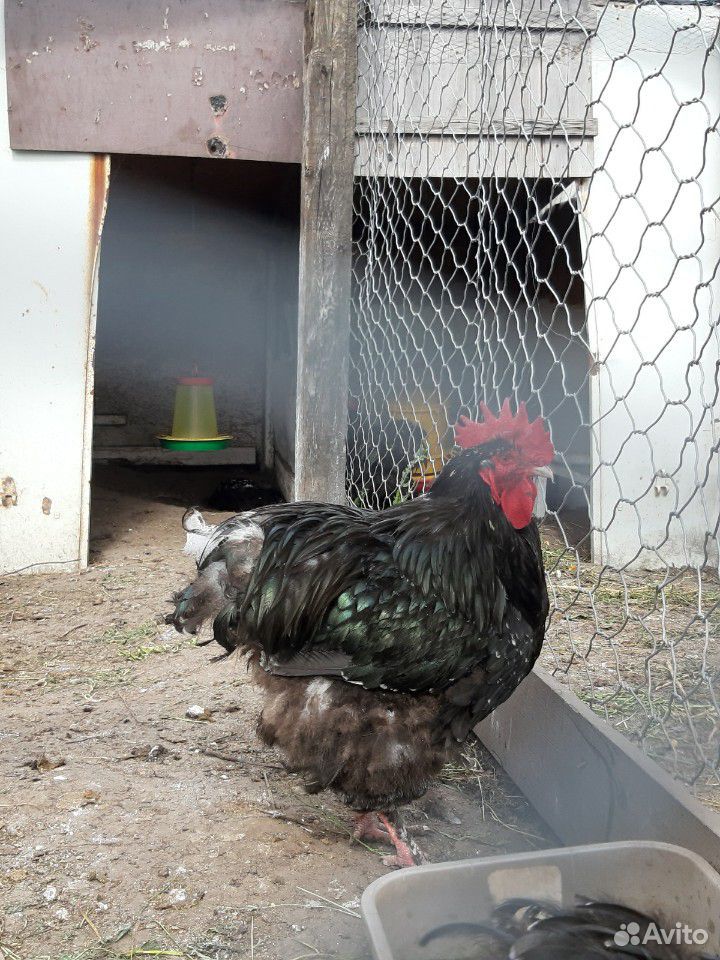 Цыплята мясо-яичных пород кур купить на Зозу.ру - фотография № 5
