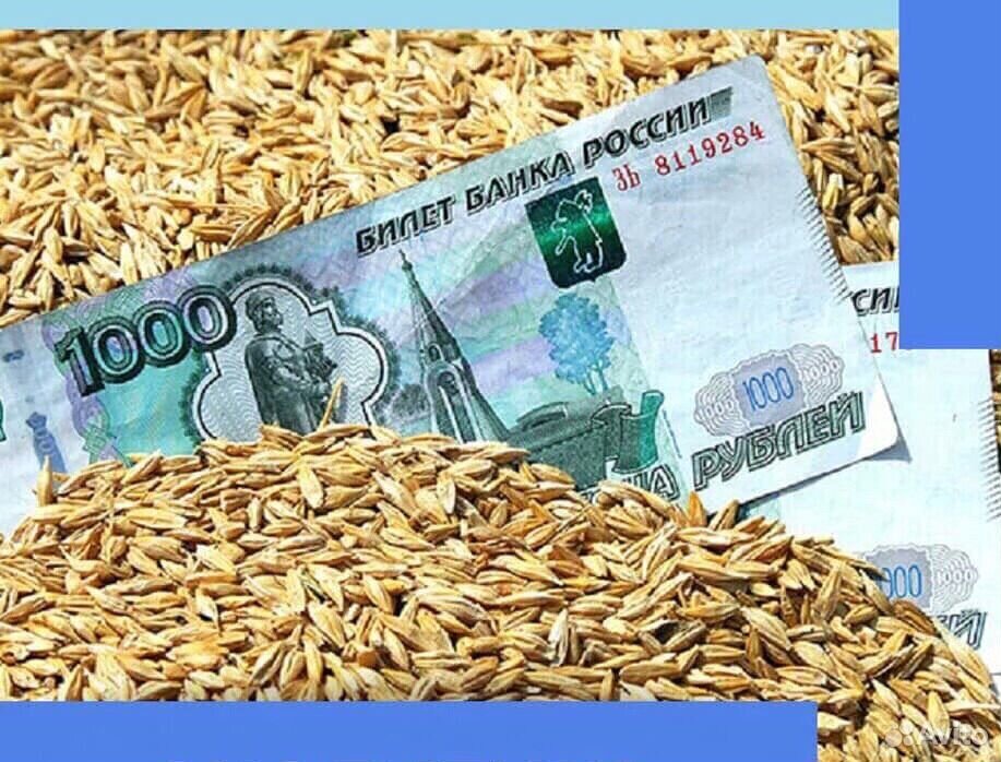 Зерно ячменя и пшеницы купить на Зозу.ру - фотография № 1