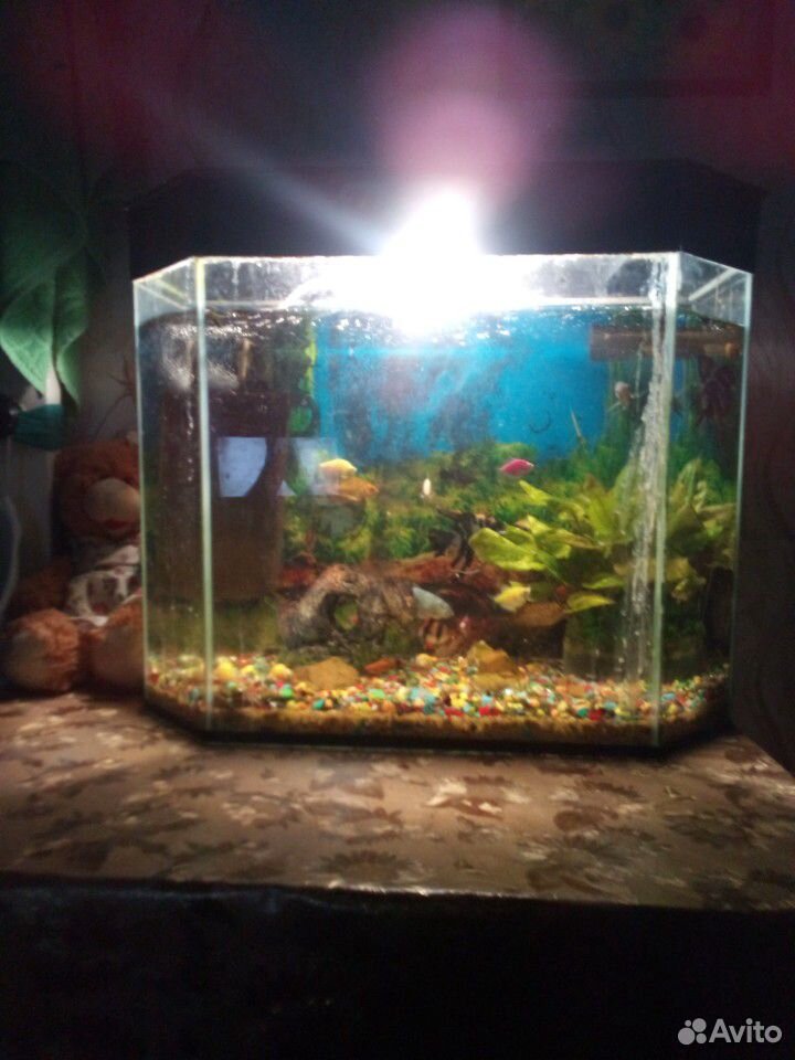 Продам аквариум купить на Зозу.ру - фотография № 6