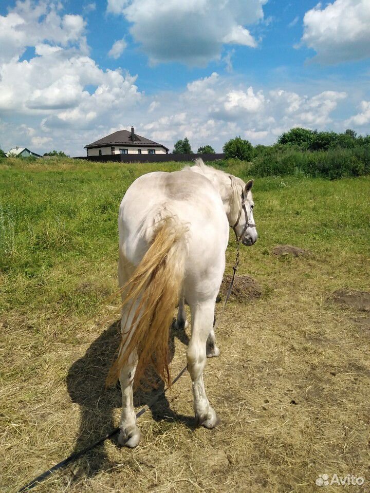 Продам лошадей купить на Зозу.ру - фотография № 8