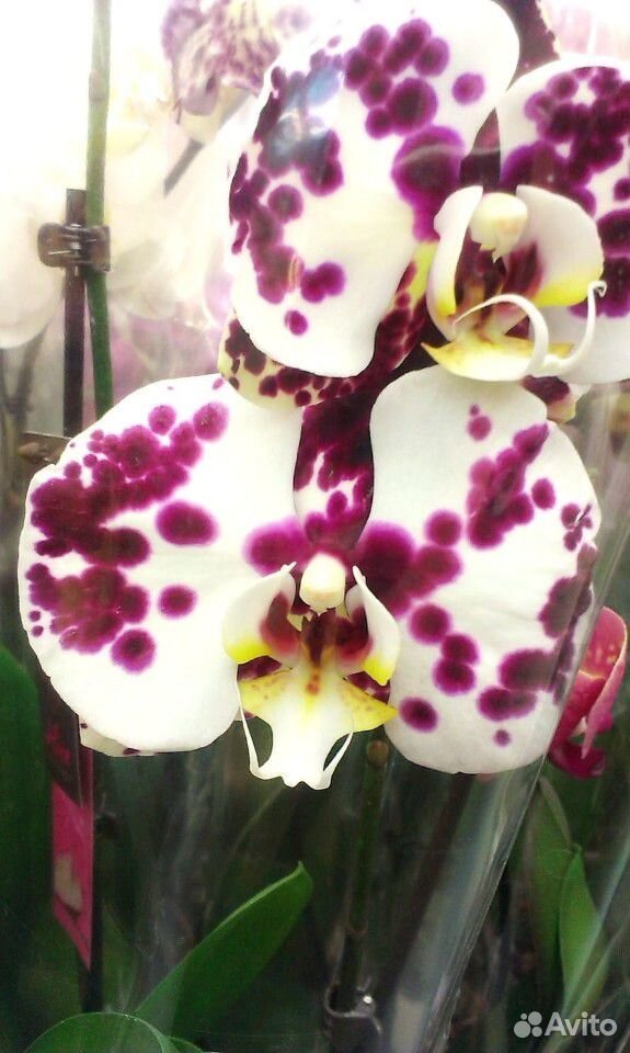 Орхидея фаленопсис купить на Зозу.ру - фотография № 5
