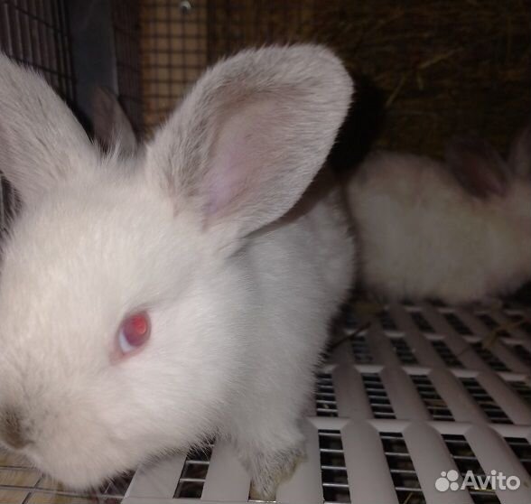 Кролики крольчата Калифорнийские купить на Зозу.ру - фотография № 2