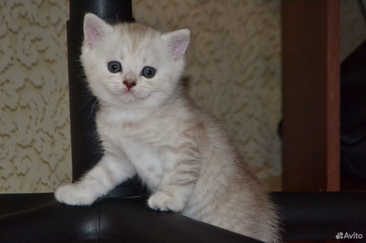 Продам красивых британских котят купить на Зозу.ру - фотография № 2