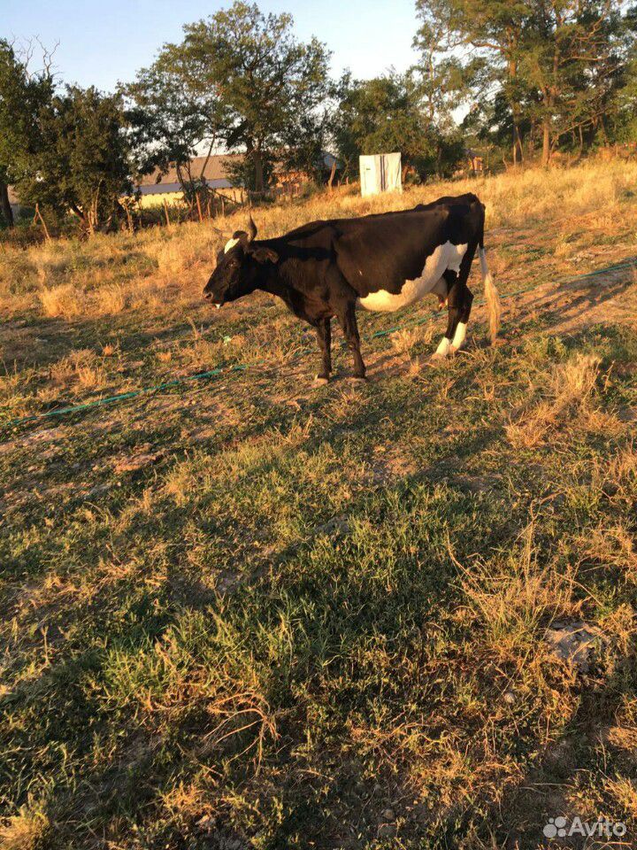 Дойная корова (с теленком и без ) очень спокойная купить на Зозу.ру - фотография № 2