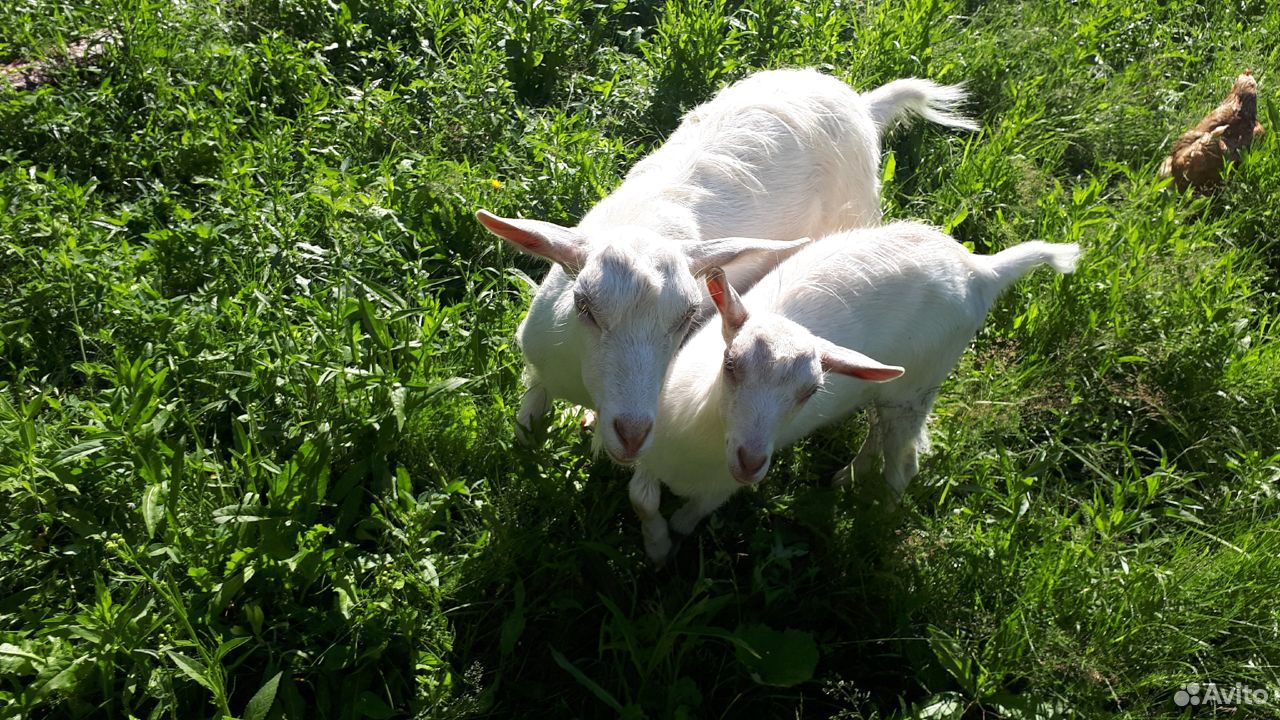 Зааненская коза, 2 козы купить на Зозу.ру - фотография № 2