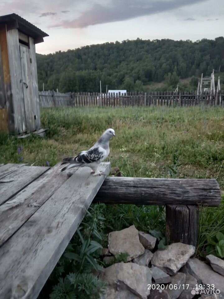 Продам голубей, порода Турецкая такла купить на Зозу.ру - фотография № 3