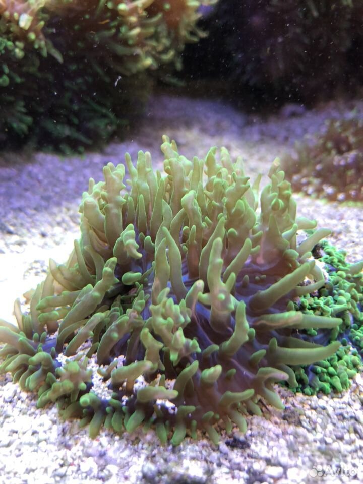 Мягкие кораллы купить на Зозу.ру - фотография № 2