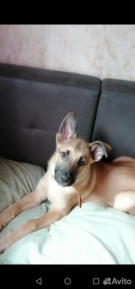Собака 2 - 3 месяца, умная, активная, в будущем хо купить на Зозу.ру - фотография № 1