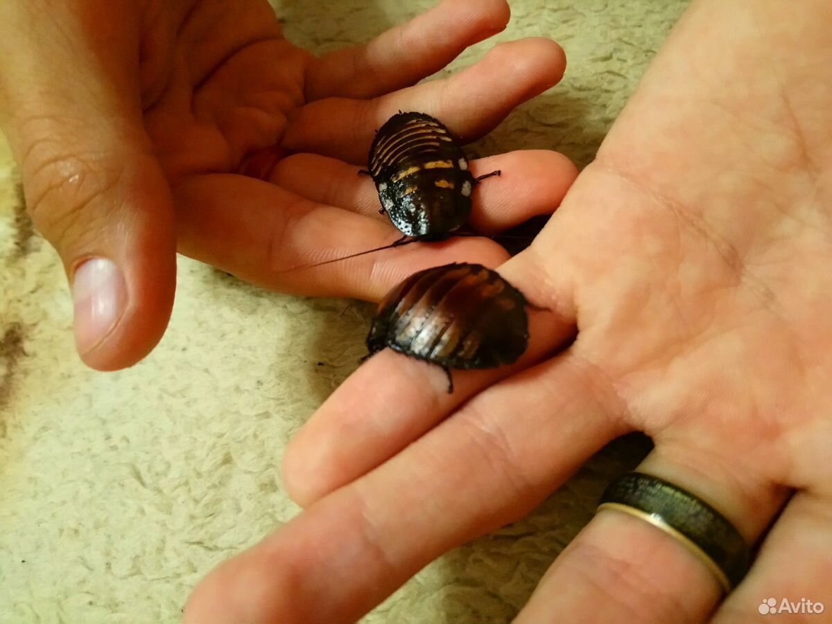 Мадагаскарские шипящие тараканы в добрые руки купить на Зозу.ру - фотография № 2