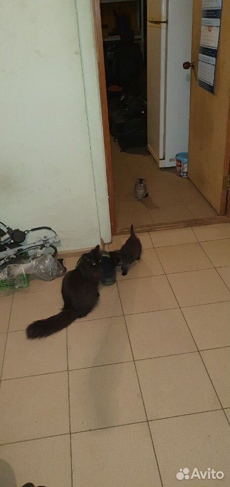 Котёнок от кошки крысыловки купить на Зозу.ру - фотография № 8