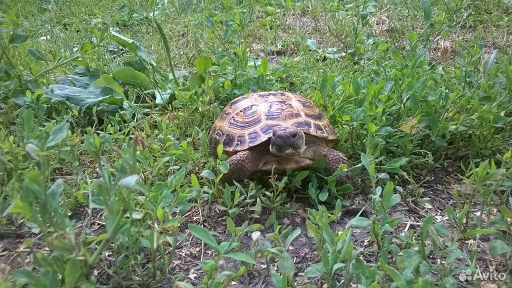 Продам сухопутную черепаху купить на Зозу.ру - фотография № 2