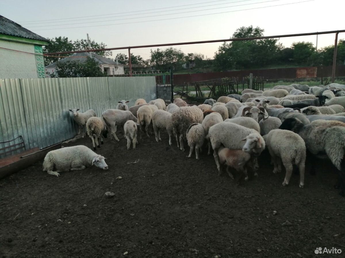 Овце Матки и ягнята купить на Зозу.ру - фотография № 3