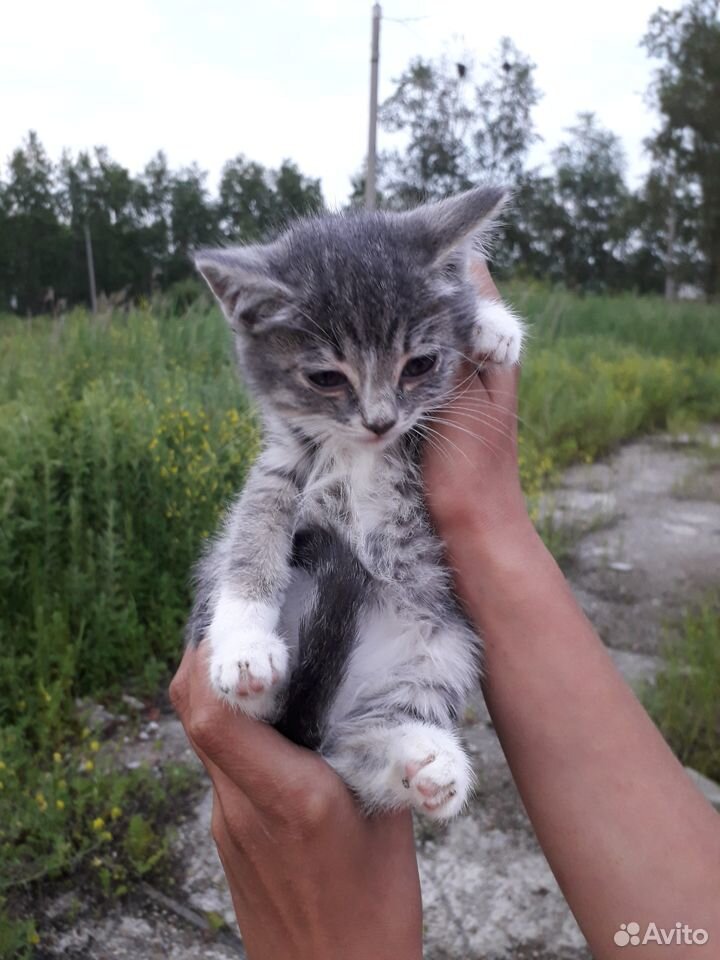 Отдам котят в добрые руки купить на Зозу.ру - фотография № 2