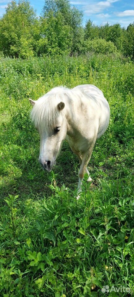 К продаже предлагаются чистопородные пони И лошади купить на Зозу.ру - фотография № 5
