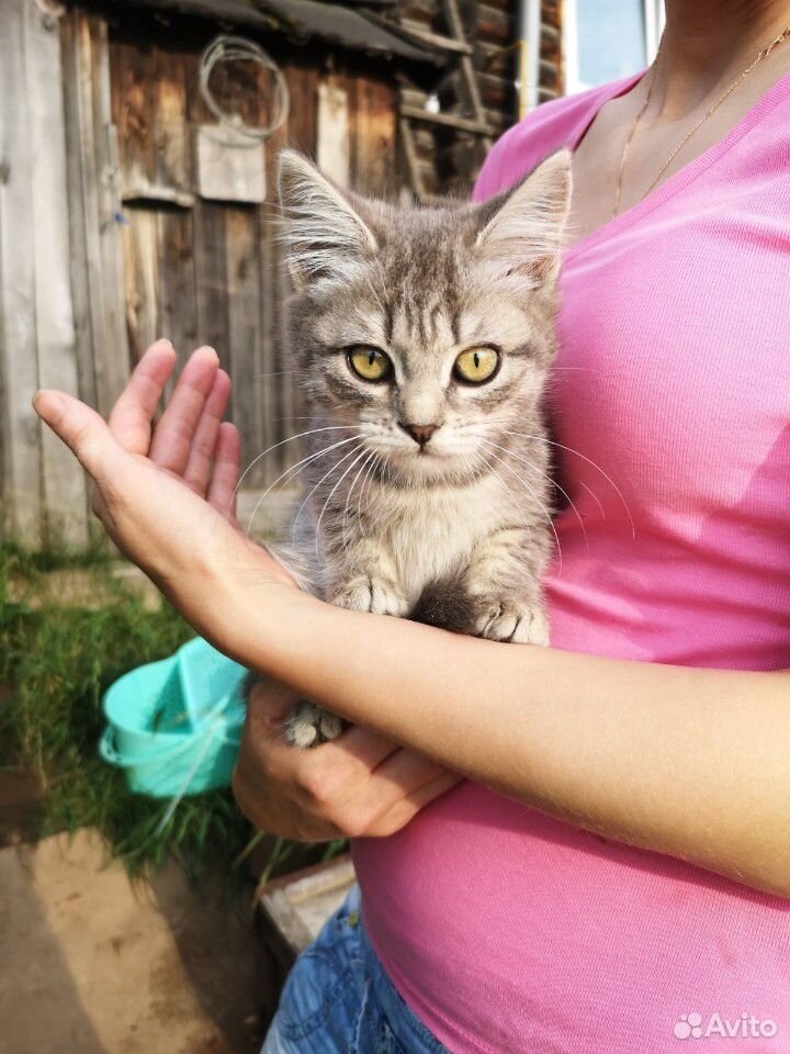 Котятам нужен дом купить на Зозу.ру - фотография № 10