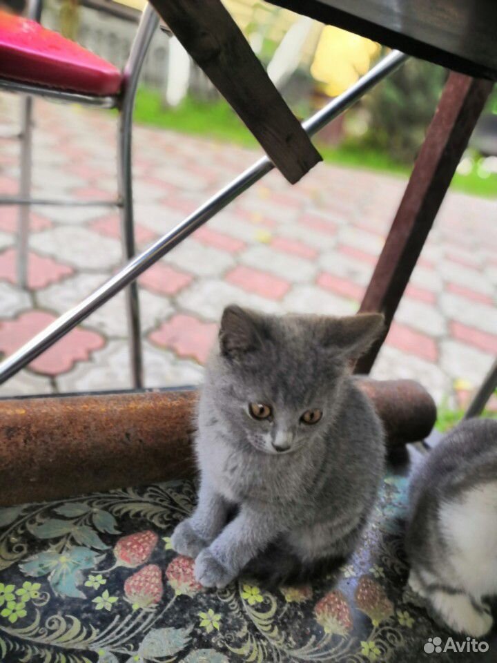 Котята британские порода вискас купить на Зозу.ру - фотография № 4