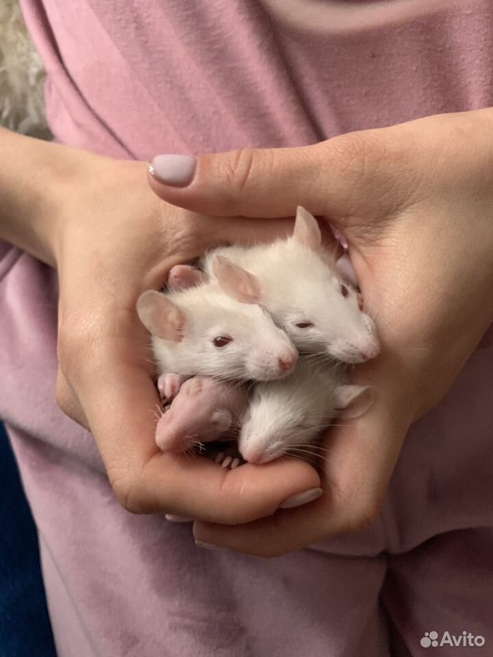 Крысы альбиносы купить на Зозу.ру - фотография № 2