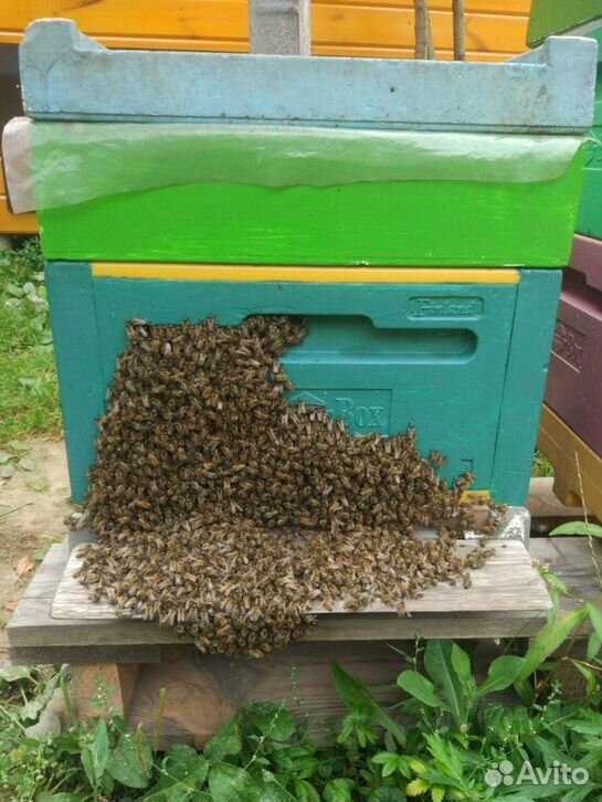 Пыльца пчелиная Сбор 2020 купить на Зозу.ру - фотография № 4