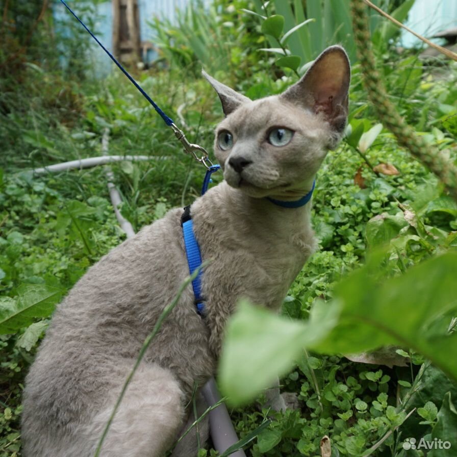 Девон-рекс котик редкого окраса купить на Зозу.ру - фотография № 5
