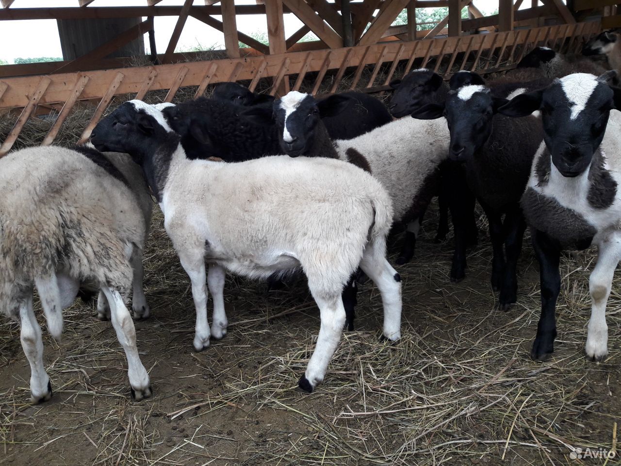 Овцы дорпер кросы f2 75 купить на Зозу.ру - фотография № 4