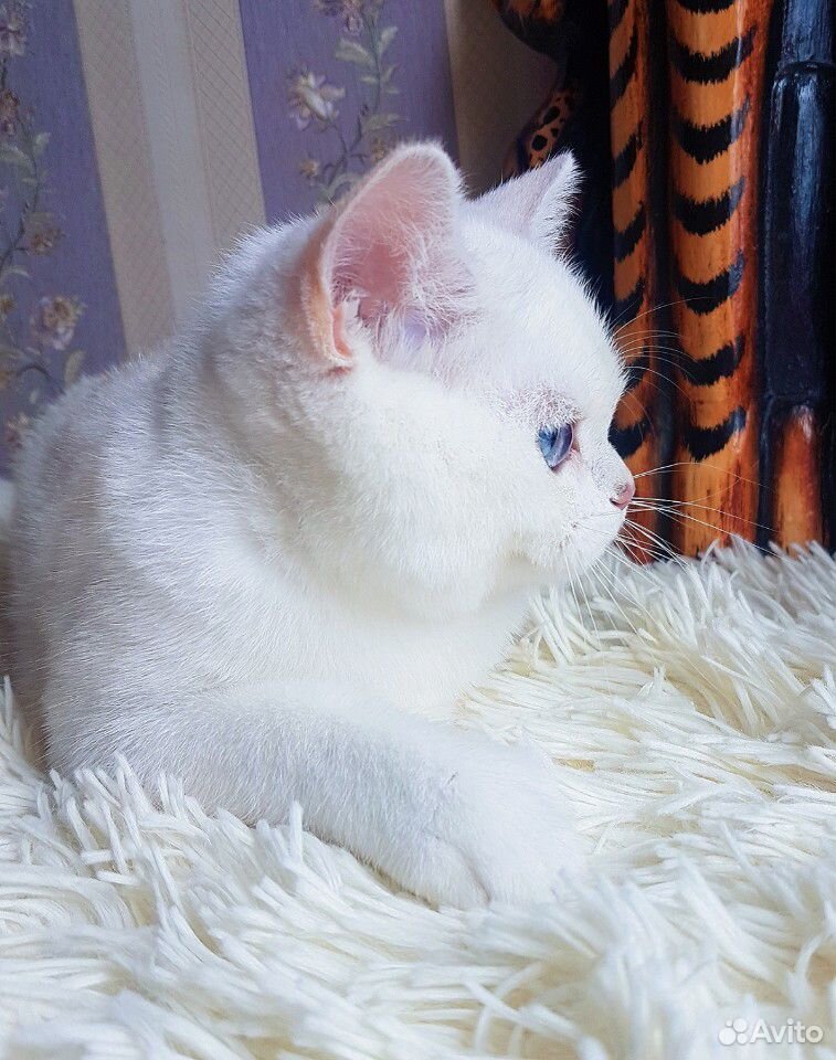 Великолепный плюшевый котик с сапфировыми глазами купить на Зозу.ру - фотография № 9
